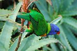 Rainbow Lorikeet 110
